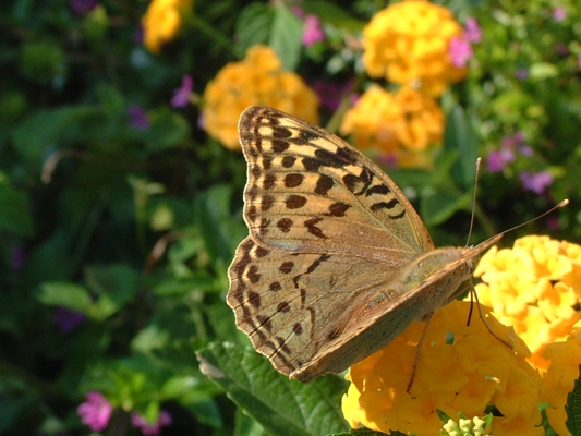 Argynnis pandora, femmina